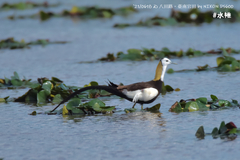 Hydrophasianus chirurgus