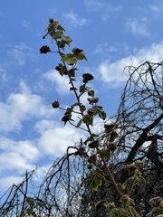 Abutilon grandiflorum