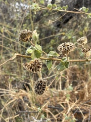 Abutilon grandiflorum