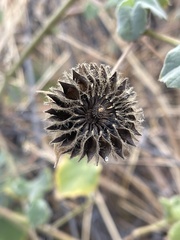 Abutilon grandiflorum