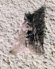 Pleromelloida