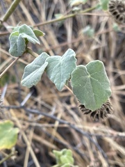Abutilon grandiflorum