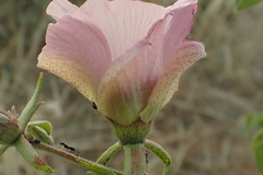 Gossypium anomalum subsp. anomalum image