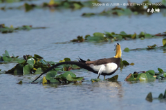 Hydrophasianus chirurgus