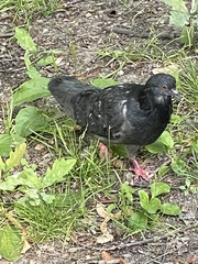 Columba livia domestica