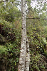 Nothofagus