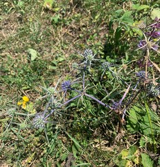 Eryngium caeruleum