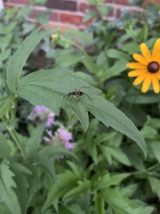Rainieria antennaepes