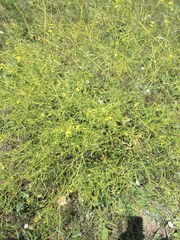Brassica elongata
