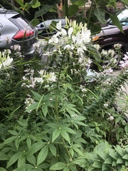 Cleome houtteana