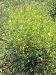 Brassica elongata