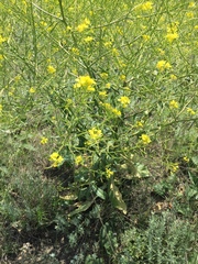 Brassica elongata