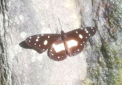 Amauris echeria
