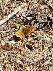 Boloria euphrosyne