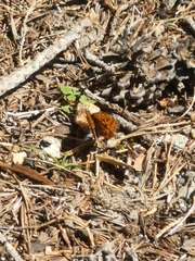 Boloria euphrosyne