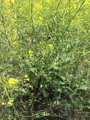 Brassica elongata