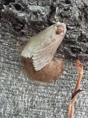 Lymantria dispar dispar