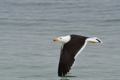 Larus pacificus georgii