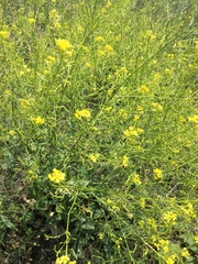 Brassica elongata