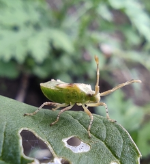 Gonocerini