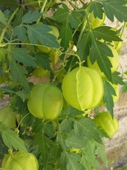 Cardiospermum grandiflorum