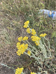 Helichrysum arenarium