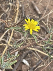 Geigeria burkei