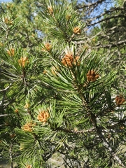 Pinus cembra