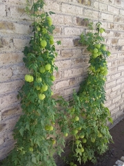 Cardiospermum grandiflorum