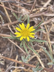 Geigeria burkei