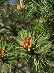 Pinus cembra