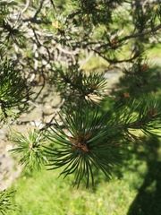 Pinus cembra