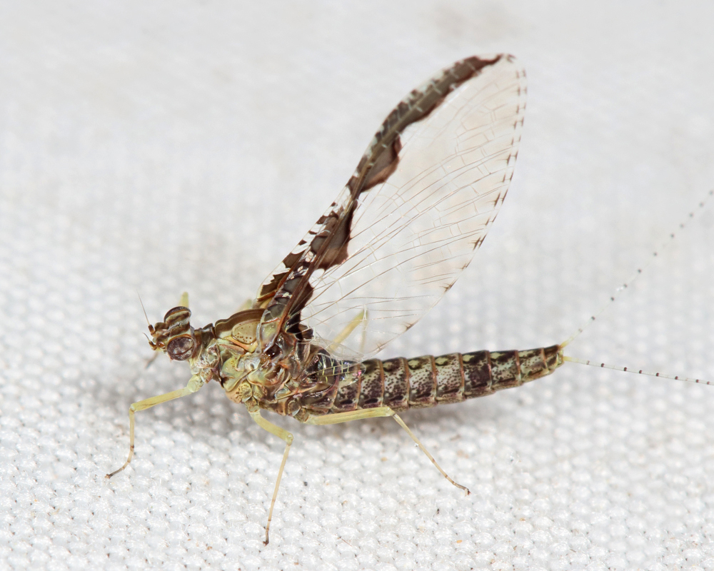 Callibaetis pretiosus