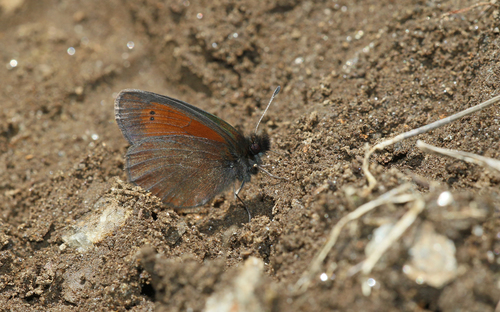 Mnestra’s Ringlet