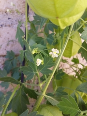 Cardiospermum grandiflorum