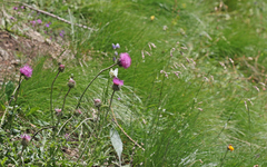Euchloe simplonia