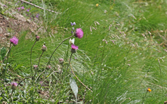 Euchloe simplonia