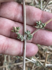 Dicliptera verticillata