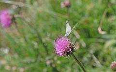 Euchloe simplonia