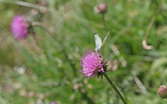 Euchloe simplonia