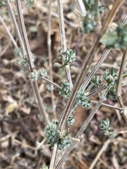 Dicliptera verticillata