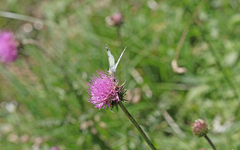 Euchloe simplonia