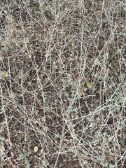 Dicliptera verticillata