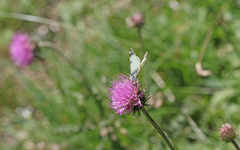 Euchloe simplonia