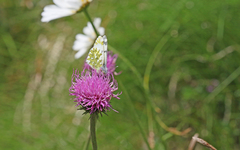 Euchloe simplonia
