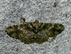 Myrioblephara harutai