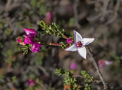 Boronia inornata