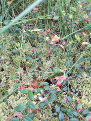 Exobasidium rostrupii