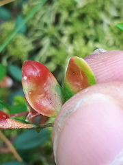 Exobasidium rostrupii