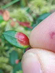 Exobasidium rostrupii